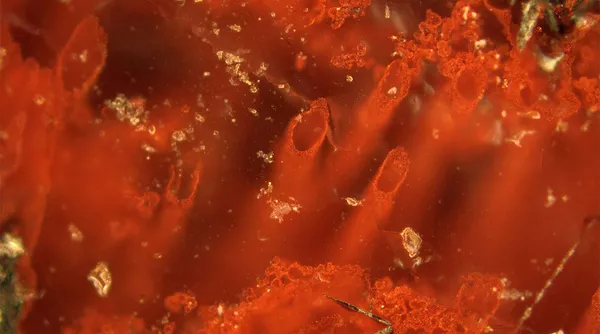 古生物学者らの国際的グループは、カナダ・ケベック州のヌブアギツク・スプラクラスタル・ベルトで世界最古の微生物の痕跡を発見した。 古生物学者らの国際的グループは、カナダ・ケベック州のヌブアギツク・スプラクラスタル・ベルトで世界最古の微生物の痕跡を発見した。 - Sputnik 日本