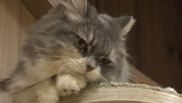 東京の猫カフェが「クリぼっち」を癒やす？ - Sputnik 日本