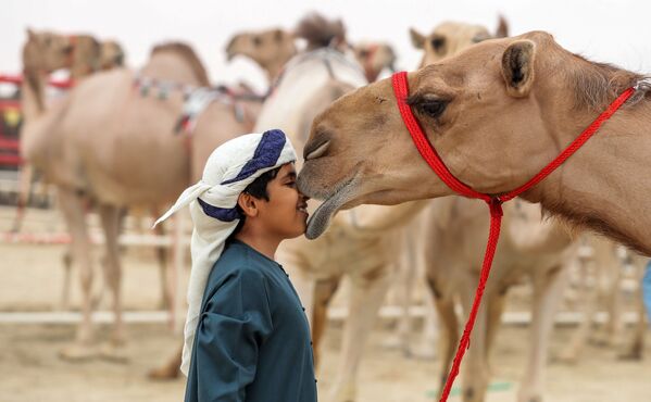 アラブ首長国連邦で開かれたラクダ祭『アル・ダフラ』でラクダのそばに立つ少年 - Sputnik 日本