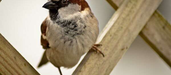 Moineau - Sputnik 日本