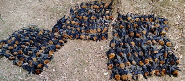 コウモリ - Sputnik 日本