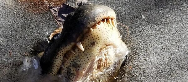 米ノースカロライナ州 異常な寒さでワニが池の中で凍り付く 米ノースカロライナ州 異常な寒さでワニが池の中で凍り付く - Sputnik 日本