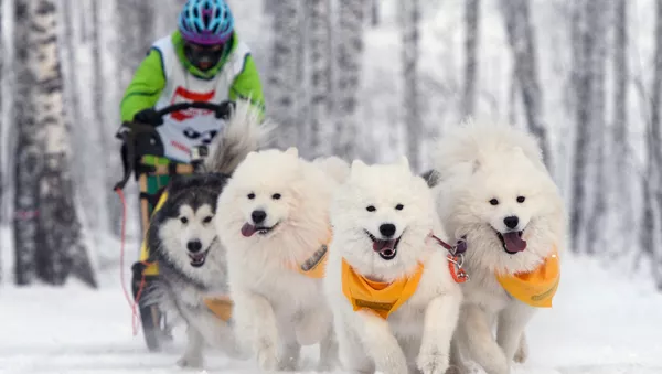 犬ぞりスポーツ