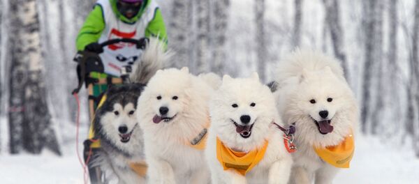 犬ぞりスポーツ 犬ぞりスポーツ - Sputnik 日本