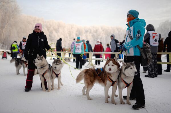 ノボシビルスク犬ぞりレースの参加者 - Sputnik 日本