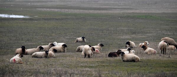 ルーマニアの米MD基地、羊の群れが脅威に ルーマニアの米MD基地、羊の群れが脅威に - Sputnik 日本
