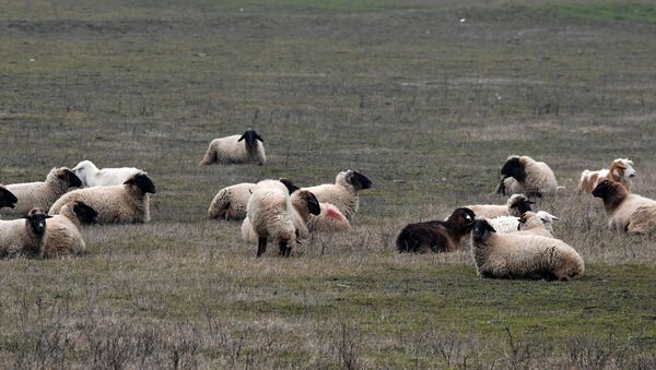 ルーマニアの米ＭＤ基地、羊の群れが脅威に - Sputnik 日本