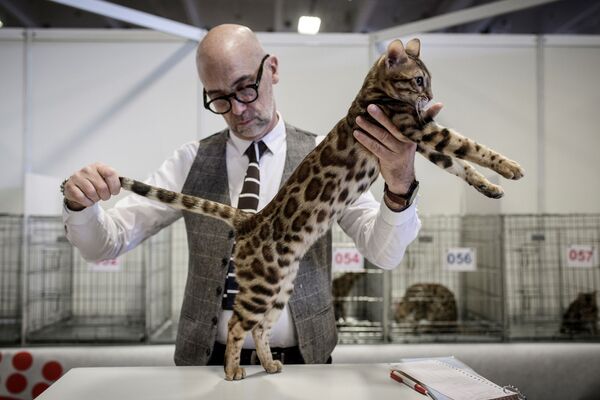 ベンガル猫の品評　パリの動物展示会 - Sputnik 日本