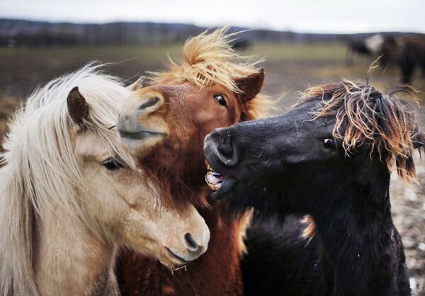 放牧のアイスランド馬が走る　独、ウェルハイム - Sputnik 日本