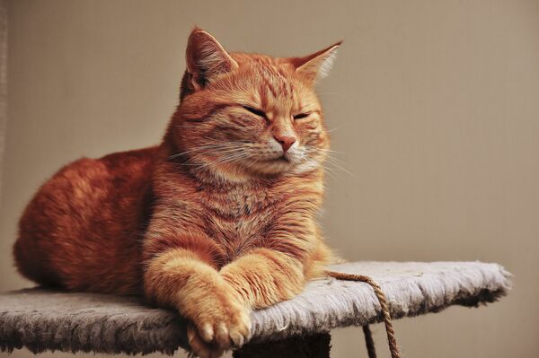 猫(アーカイブ) 猫(アーカイブ) - Sputnik 日本