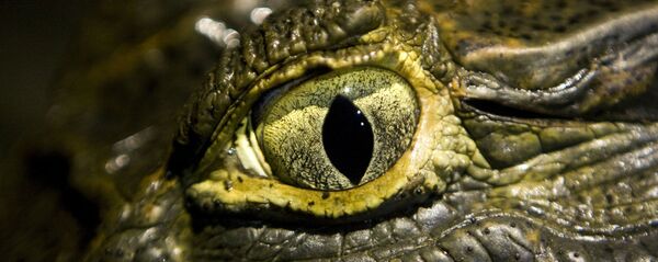 クロコダイル - Sputnik 日本