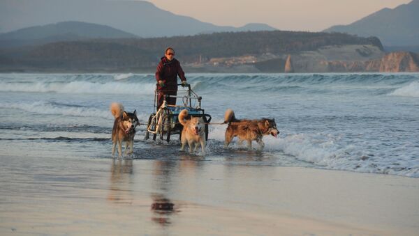 クナシル島の海沿いを犬ぞりでドライブする男性 - Sputnik 日本