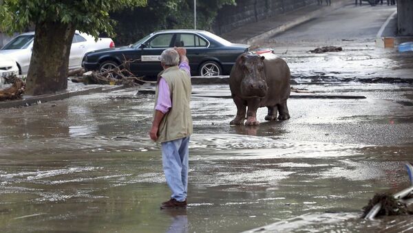 グルジア首都でクマ、ライオンその他猛獣の洪水 - Sputnik 日本