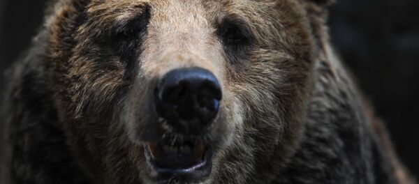 クマ - Sputnik 日本