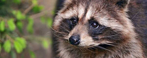 アライグマ - Sputnik 日本