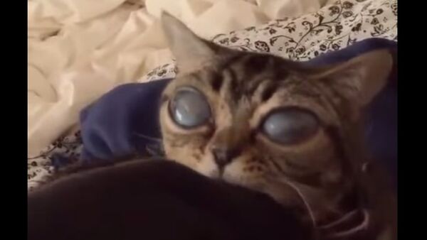 「エイリアン猫」がインスタグラムユーザーを魅了する（写真） - Sputnik 日本