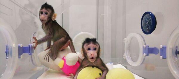 サルのクローン サルのクローン - Sputnik 日本