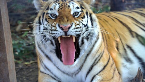 Тигр в сафари-парке Тайган в Белогорском районе в Крыму - Sputnik 日本