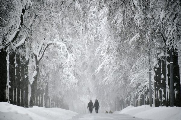 雪に覆われたスズメが丘の並木道　モスクワ - Sputnik 日本