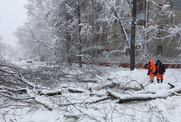 雪で道路に倒れた木の処理をする公共サービス担当局の職員　モスクワ - Sputnik 日本