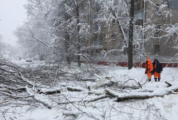 雪で道路に倒れた木の処理をする公共サービス担当局の職員 モスクワ 雪で道路に倒れた木の処理をする公共サービス担当局の職員 モスクワ - Sputnik 日本