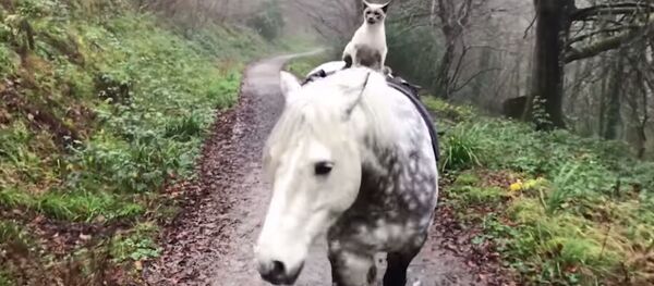 馬と猫 馬と猫 - Sputnik 日本