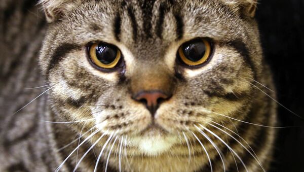 Кот породы шотландская короткошерстная на выставке-ярмарке кошек в Калининграде - Sputnik 日本