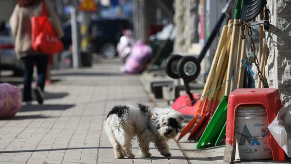 Собака на одной из улиц в городе Пхенчхан в Республике Корея - Sputnik 日本