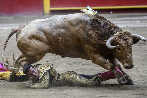 コロンビア・メデジンで開かれた闘牛に出場した闘牛士のギレルモ・バレンシア氏 - Sputnik 日本