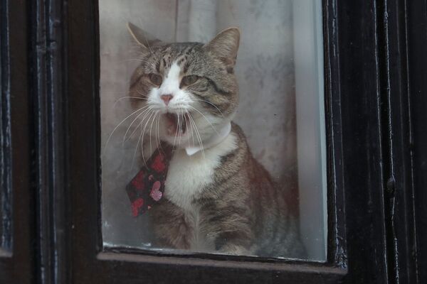 英ロンドンにあるエクアドル大使館の窓際にいる猫のジェイムス - Sputnik 日本