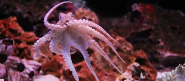 タコ タコ - Sputnik 日本