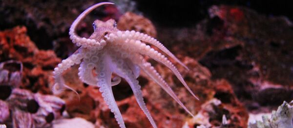 タコ タコ - Sputnik 日本