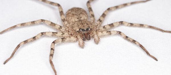 アワセグモ科 - Sputnik 日本