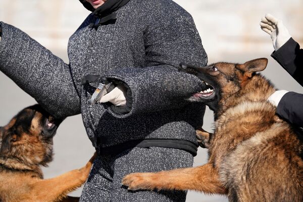 警備犬の訓練　北京の紫禁城 - Sputnik 日本