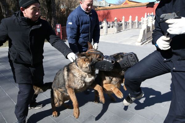 警備犬の訓練　北京の紫禁城 - Sputnik 日本
