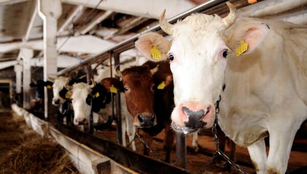 Коровы молочных пород на ферме в Латвии - Sputnik 日本