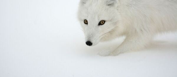 Белый песец Белый песец - Sputnik 日本