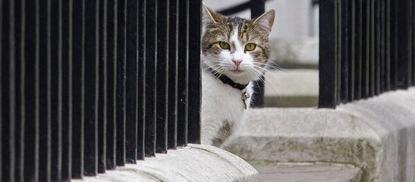 英首相官邸ネズミ捕獲長のラリー - Sputnik 日本