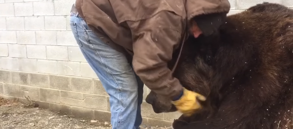 米国人、気を落としている体重680キロのクマを慰める方法を伝授 米国人、気を落としている体重680キロのクマを慰める方法を伝授 - Sputnik 日本