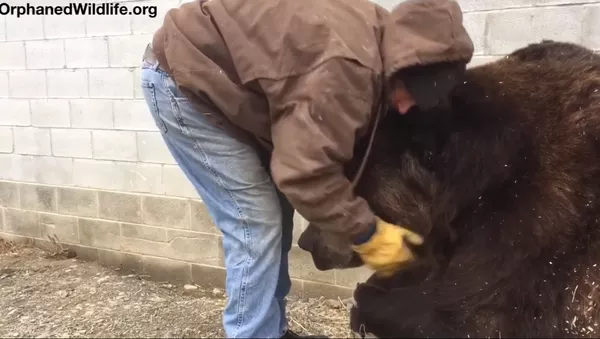 米国人、気を落としている体重６８０キロのクマを慰める方法を伝授