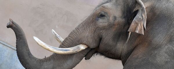 ゾウ(アーカイブ) - Sputnik 日本