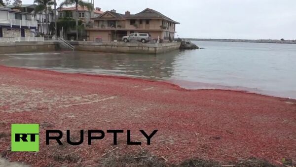カリフォルニアの赤紫色の砂：海岸が何千匹もの小さなカニでいっぱい - Sputnik 日本
