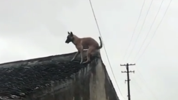 犬が屋根にひとっ跳び - Sputnik 日本
