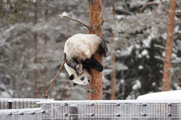 降雪中の動物園にいるパンダのルミ　フィンランド - Sputnik 日本