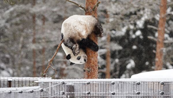 降雪中の動物園にいるパンダのルミ　フィンランド - Sputnik 日本