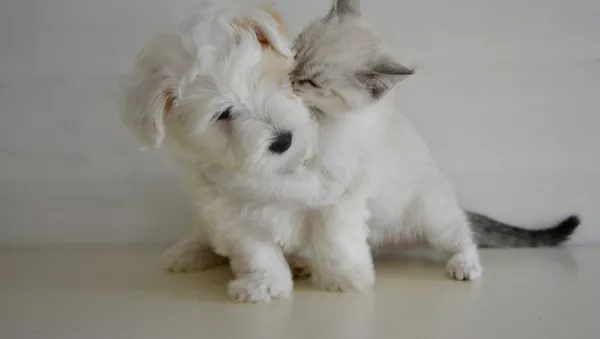 猫は犬よりも頻繁に飼い主の行動を真似する＝学者 - Sputnik 日本