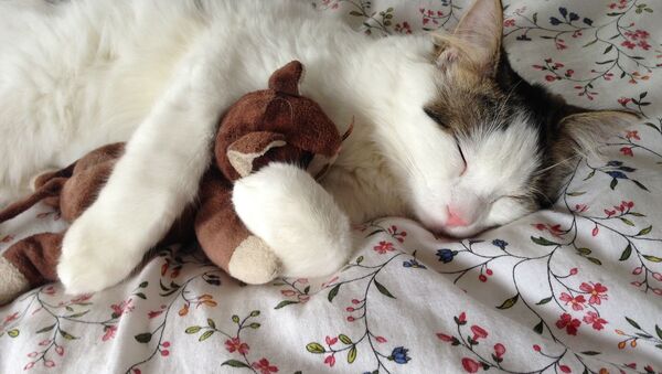 玩具を抱いて寝る猫 - Sputnik 日本
