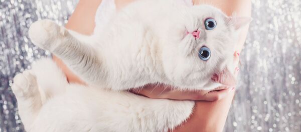 ネコが大好き どこよりもダントツな国はロシア ネコが大好き どこよりもダントツな国はロシア - Sputnik 日本