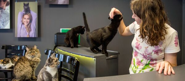 動物の扱いに関する史上初の法律が露で承認　今後、動物に接触できる動物園と猫カフェは全て禁止 - Sputnik 日本