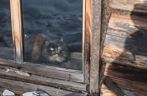 窓際のネコは家族の一員 - Sputnik 日本
